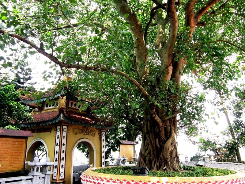 (cây gỗ Bồ Đề phong thuỷ)